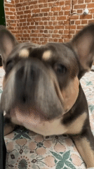 French Bulldog filmed resting on floral bedding in Saint Petersburg