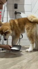 Woman documents early morning routine with Akita dog in Russia