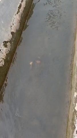 A concrete irrigation canal filled with murky water runs through a field of green grass. A few leaves and debris float on the surface of the water. The canal walls are stained and weathered. The camera is positioned above and looking down into the canal, following its path as it recedes into the distance.