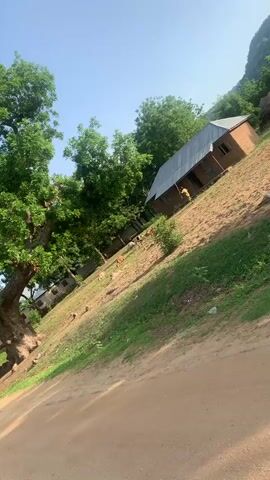 The media file depicts a rural Nigerian scene, possibly in Reak, Nigeria. The shot is taken from a slight downward angle, looking up a grassy slope. A dirt road or path is visible in the foreground, curving away to the right.

Dominating the left side of the frame is a large, leafy green tree with a thick, gnarled trunk. Behind the tree and further up the slope, there are several small, simple buildings with dark roofs. These appear to be part of a village or settlement.

On the right side of the slope, a more substantial, two-story building is visible. It has brick walls and a corrugated metal roof. The building is situated at an angle, suggesting it's built on a steep incline. Several small, brown animals, possibly goats or sheep, are scattered on the grassy slope between the tree and the buildings. One animal appears to be a fawn-colored dog.

The sky is a clear, bright blue, indicating a sunny day. The overall impression is one of a peaceful, everyday rural setting. The time of day appears to be daytime, given the bright sunlight and clear sky. There is no visible text in the media file.