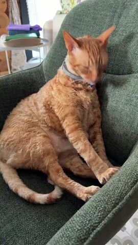 A ginger cat with curly fur sits in a dark green armchair. The cat is facing to the right and appears to be grooming its face with its tongue. Its eyes are mostly closed. The cat is wearing a light blue collar. The background is blurred, but appears to be an indoor setting with furniture and a window.