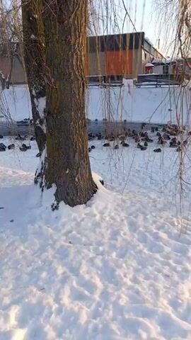 The video shows a snowy park scene with a small, shallow stream filled with a large flock of ducks. The camera pans slowly across the scene, revealing the snowy banks of the stream and the bare branches of willow trees lining the water's edge. In the background, a building and a bench can be seen. The sun is shining, casting shadows across the snow. There are no people visible in the video.