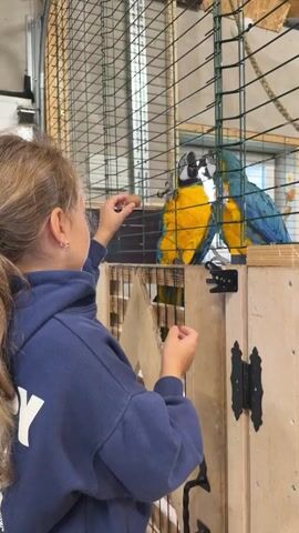 A young girl with long blonde hair in a ponytail, wearing a dark blue hooded sweatshirt, stands facing a large cage. She is holding food in her hands and reaching into the cage. Inside the cage, two large macaws, one predominantly yellow and the other predominantly blue, are perched on a horizontal wooden beam. The macaws appear to be interacting with the girl, with one reaching out towards the food she is offering. The environment appears to be an indoor enclosure with a metal mesh cage, wooden structures, and a textured ceiling. The lighting is bright and seems to be coming from an overhead source.