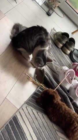 A gray tabby cat and a brown poodle mix play together on a gray striped rug that is partially on a light brown floor. To the right of the rug are two pairs of shoes and a pair of pink sandals. The cat is standing over the dog on the rug, pawing at the dog and a string toy with beads. The dog is lying on the rug, looking at the cat.