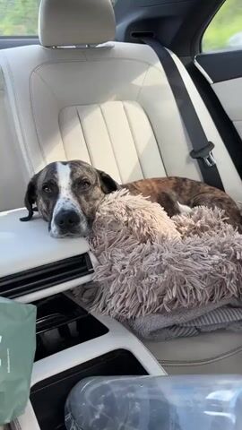 The video shows a close-up of a dog lying in the back seat of a car. The dog is brindle colored with white markings on its face and chest. It is resting its head on a fluffy blanket and appears to be sleepy. The interior of the car is visible, including a white leather seat and a black air vent. The background is blurred, but appears to be an outdoor setting with greenery.