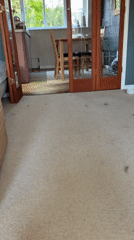 Black cat chases fluff in East Suffolk home