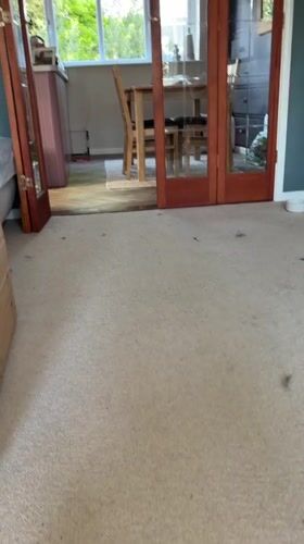 Black cat chases fluff in East Suffolk home