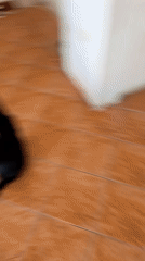 Two cats closely monitor a robotic vacuum in a Budva apartment