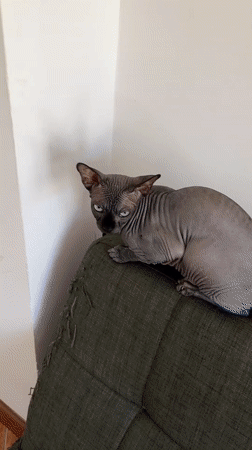 Two cats closely monitor a robotic vacuum in a Budva apartment