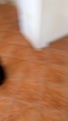 Two cats closely monitor a robotic vacuum in a Budva apartment
