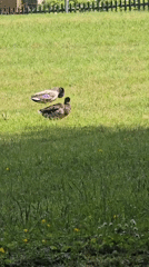 Rainy afternoon wildlife watching session documented in Northampton parks