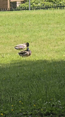 Rainy afternoon wildlife watching session documented in Northampton parks