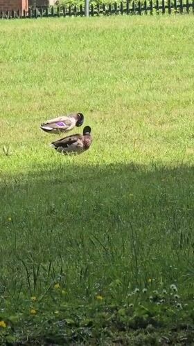 Rainy afternoon wildlife watching session documented in Northampton parks