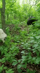 Goats graze in Ukrainian forest amid spring blooms