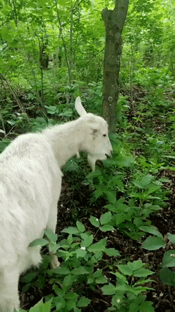Goats graze in Ukrainian forest amid spring blooms