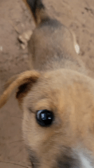 Brown puppy with white nose patch spotted in Markurdi