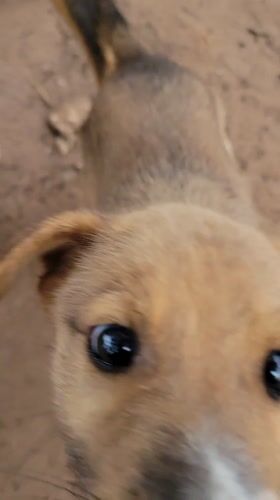 Brown puppy with white nose patch spotted in Markurdi