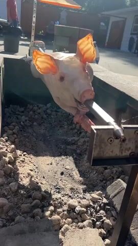 A whole pig, prepared for cooking, is suspended on a metal rotisserie rod, which passes through its mouth and neck. The pig's skin is pale, and its ears are flared outwards. It is positioned over a pit filled with gravel and what appears to be charcoal or embers. The rotisserie mechanism is visible, with a motor or crank attached to the rod. In the background, there are people, a patio umbrella, and buildings, suggesting an outdoor setting like a backyard or event space. The lighting indicates it is daytime, with sunlight casting shadows. The pig is rotating slowly on the spit.