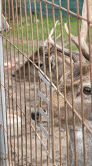 Visitor feeds deer through fence at Belarus wildlife area