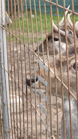Visitor feeds deer through fence at Belarus wildlife area