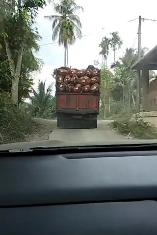 The video shows a truck loaded with palm oil fruit bunches driving on a dirt road surrounded by lush vegetation and palm trees. The truck is red and black, with a large, overflowing cargo bed filled with the harvested palm fruits. The scene appears to be in a rural or tropical setting, likely a plantation or area where palm oil is grown. Tall palm trees with their distinctive fronds dominate the background, with some smaller trees and bushes lining the road. The sky is cloudy, suggesting a moderate or overcast day, and the lighting is diffused. The perspective is from inside a vehicle, looking out through the windshield, as the truck is in front, moving away from the camera. The road surface is uneven and appears to be unpaved, with some gravel and dirt visible. The overall impression is a glimpse into the agricultural transport in a tropical region. There is no visible text in the video. The activity is the transportation of harvested palm oil fruit. The setting is a rural, tropical environment in Awegeutahpaya, Indonesia.