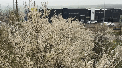 Spring blooms and toy cars captured in Pleven