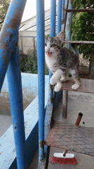 Dogs and kittens at a rural Armenian property on a summer afternoon