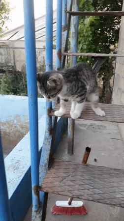 Dogs and kittens at a rural Armenian property on a summer afternoon