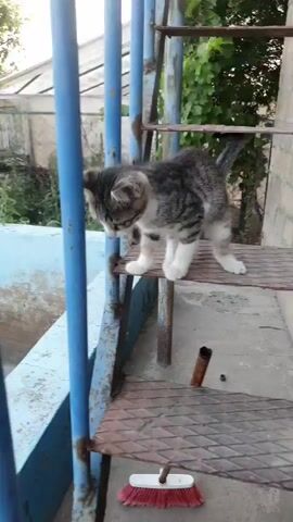 A grey and white tabby kitten is on a rusty metal staircase. The kitten is facing left with its head turned towards the camera. Its tail is curved upwards. A red and white broom is on the ground near the bottom of the stairs. The background is blurry, showing green foliage and a greenhouse structure. The staircase has blue metal railings.