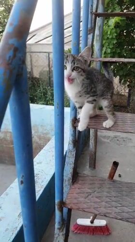 Dogs and kittens at a rural Armenian property on a summer afternoon