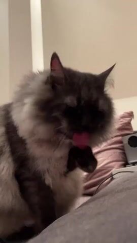 A fluffy gray cat yawns and licks its paw. The cat is sitting on a gray surface, likely a bed or couch, with a pink pillow in the background. The lighting is dim.