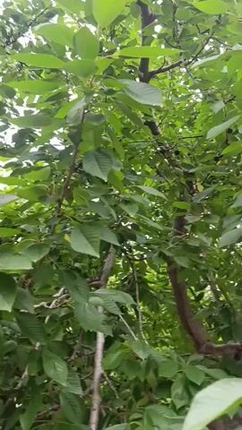 The video shows a close-up view of a cherry tree. The camera pans upwards through the branches and leaves, revealing clusters of ripe cherries hanging from the stems. The leaves are a vibrant green, and the sunlight filters through them, creating a dappled effect. Some of the cherries are dark red, while others are a deeper, almost black hue. The branches of the tree are a light brown, and they are covered in the green leaves. The overall impression is one of lushness and abundance.