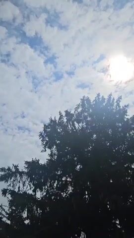 This video shows a view looking up at the sky through the branches of a dark green evergreen tree. The sun is visible in the upper right portion of the frame, appearing as a bright white orb with visible lens flare. Scattered white clouds are present in the blue sky. The tree is silhouetted against the sky.