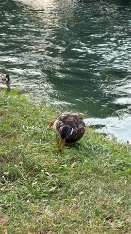 This media file captures a serene outdoor scene by a body of water, likely a river or lake, in Zurich, Switzerland. The foreground is dominated by lush green grass, indicating a pleasant, possibly warm, day. A duck is the primary subject in the immediate foreground, gracefully pecking at the grass near the water's edge. In the background, the water is rippling, reflecting the dappled sunlight filtering through the trees that line the bank. Several people are visible swimming and enjoying the water, suggesting a recreational area. The overall atmosphere is peaceful and inviting, with a clear indication of daytime activities. The presence of trees and buildings in the distance hints at an urban park or a recreational zone within the city. The weather appears to be fair and sunny, suitable for outdoor activities. No text is visible in the media file.