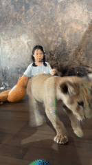 Girl watches lion cub at indoor facility in Thailand