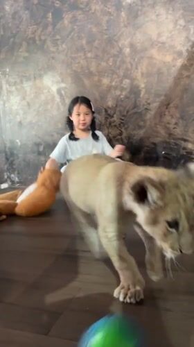 Girl watches lion cub at indoor facility in Thailand