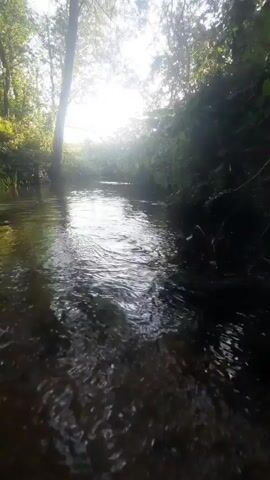 A video of a forest stream shows sunbeams glinting off the water's surface. The camera is low and close to the water, giving the impression of the viewer being in the stream. The water is dark and reflects the sunlight in shimmering patterns. The banks of the stream are lined with green foliage, and trees are visible in the background. The sun is high in the sky, creating a bright, hazy effect.