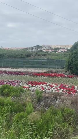 The video shows a wide shot of a flower farm with rows of colorful flowers in bloom. In the foreground, there are tall green plants and grasses. Behind the flowers, there is a greenhouse or netting structure covering a large area. Further in the background, there is a hillside covered in trees and vegetation, with buildings and houses visible on the top of the hill. The sky is overcast with gray clouds. The camera is stationary and the footage appears to be from a handheld device, possibly a phone. The lighting is diffused, suggesting a cloudy day. There are no people or animals visible in the video. The scene is tranquil and appears to be a rural or semi-rural setting. The flowers are planted in neat rows and are a mix of red, pink, white, and purple. The overall impression is one of a cultivated landscape designed for the production of flowers.
