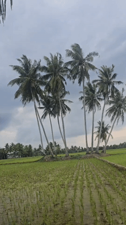 Rice fields, palms, and a mosque in rural Indonesia