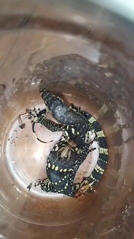 A close-up, overhead shot shows two small monitor lizards, one on top of the other, coiled inside a clear plastic container. Both lizards are black with yellow spots. The lizard on top is darker and appears to be in the process of eating a large insect, possibly a cricket. Another insect, a cockroach, is visible near the tail of the bottom lizard. The inside of the container is wet and dirty, with debris visible on the bottom. The lighting is dim and appears to be artificial.