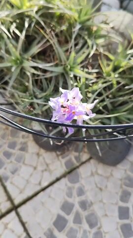 The camera pans out from a close up of a flowering plant to reveal a metal basket placed on a tiled surface. The basket contains multiple similar plants with long, spiky green leaves and light purple flowers. The plants are surrounded by a mixture of gray and white rocks. The basket is placed on a tiled surface of gray, black, and white pieces. The background shows other greenery, stones, and a piece of driftwood. The environment appears to be a garden or outdoor space.
