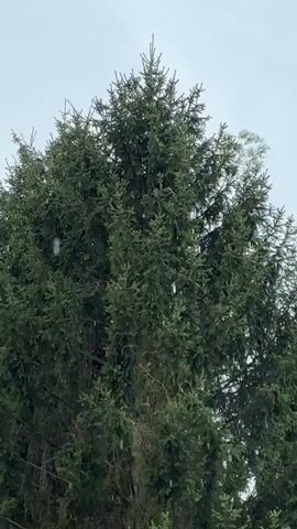 The video shows a close-up view of a large evergreen tree from below. The sky is overcast and appears to be cloudy. Small, white objects are visible, some of which appear to be falling through the branches of the tree. It is unclear what these objects are, but they could be snow, rain, or something else falling from the sky. The branches of the tree are dense and covered in needles. The overall impression is of a natural outdoor scene, possibly during a light precipitation event.
