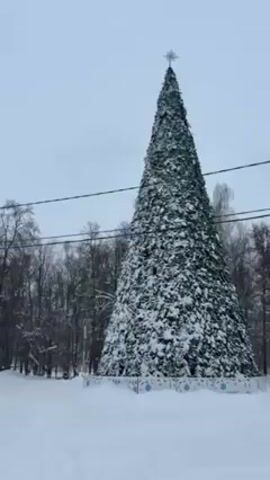 The video shows a very tall, snow-covered Christmas tree standing in a snow-covered field. The tree is decorated with a star on top and is surrounded by a low white fence. In the background are bare trees and a gray sky. There are power lines overhead.