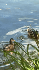 Mallard ducks at a leafy pond in Ostafievo, Russia