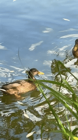 Mallard ducks at a leafy pond in Ostafievo, Russia