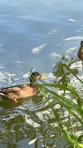 Two ducks are swimming in a body of water. The water is calm with some ripples. There are some leaves floating on the surface of the water. There is some tall green grass in the foreground of the video. The ducks appear to be mallards. The duck in the foreground is facing away from the camera and swimming to the left. The duck in the background is facing towards the camera and swimming to the right. The sun is shining on the water.
