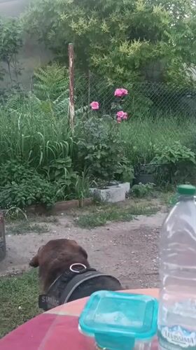 Evening domestic moments with pets captured in Viadana, Italy