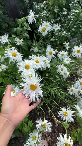 The video shows a close-up of a person's hand gently touching the petals of a white daisy with a yellow center. The daisy has ruffled, fringe-like petals. Several other similar daisies are visible in the background, along with green foliage and a hint of a wooden fence on the left. The lighting suggests it is daytime, likely outdoors in a garden setting. The camera focuses on the daisy and the hand interacting with it, creating a soft, natural aesthetic.