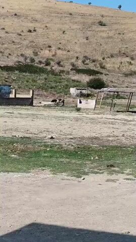 The video shows a remote, arid landscape with a large, barren hill in the background. In the midground, there are several dilapidated structures that appear to be abandoned buildings or sheds. The ground is dusty and uneven, with patches of dry grass. In the center of the frame, two horses are standing near the buildings. One horse is a dark brown color, and the other appears to be a lighter color, possibly gray or white. They are standing relatively close to each other and seem to be grazing or resting. The sky is clear and blue.
