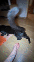 Cats play and rest in living room during evening